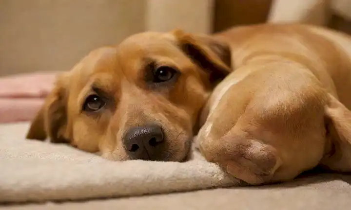 Un disparo de cerca de un perro angustiado