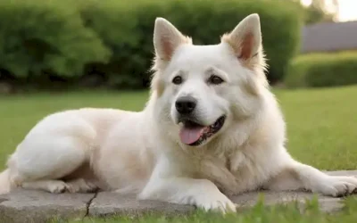 Un perro de color blanco y arenoso con una expresión dulce