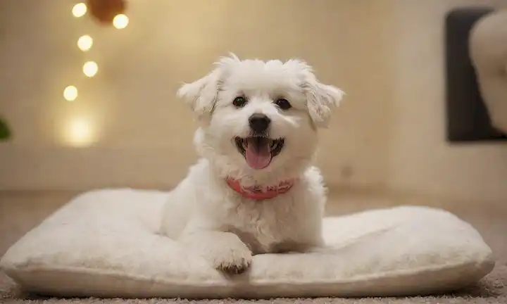 Un perro blanco con pelo rizado, cara sonriente, y cola de onda, rodeado de iluminación de enfoque suave, sentado en un cojín de felpa o alfombra, con unos juguetes o objetos en el fondo para crear un ambiente acogedor
