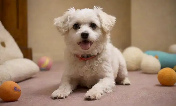 Un perro blanco juguetón con recubrimiento rizado, ojos grandes y expresión facial linda, sentado o de pie en una superficie suave alfombrada, rodeado de juguetes o golosinas, en un ambiente cálido y acogedor interior