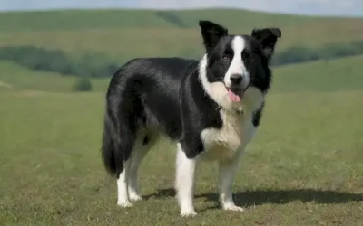 Un collie fronterizo con un brillante abrigo blanco y negro