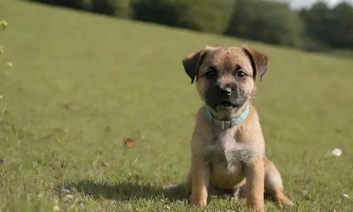 Un alegre cachorro de Terrier Fronterizo sentado en una colina verde de hierba con una mariposa cerca