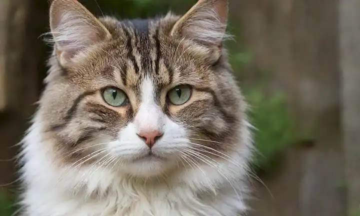 Un hermoso gato de bosque ruso, la cabeza se convirtió ligeramente a la derecha, mirando directamente en la lente, con ojos verdes perforantes, piel suave con marcas blancas distintivas en su cara y piernas, configuradas contra un fondo natural cálido, tal vez una cerca de madera o una pared de piedra rústica