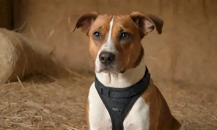 Un perro Flemish Hound con una expresión tranquila