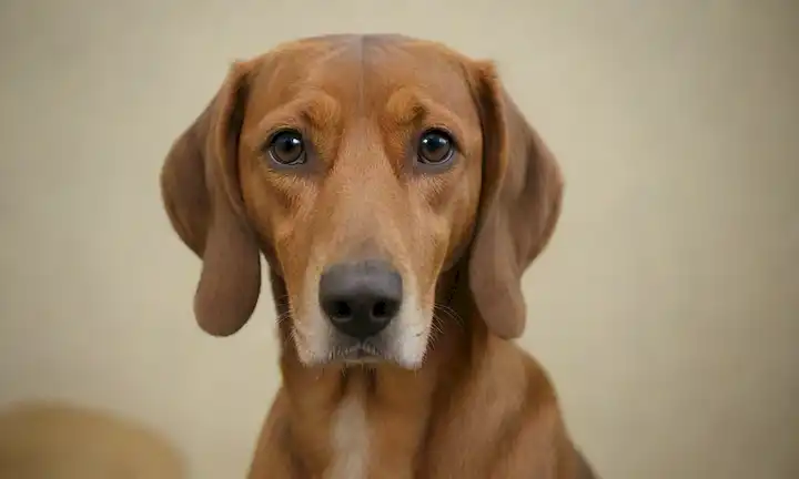 un fondo tranquilo, sereno, un hermoso Flanders Hound con piel suave, mirando directamente al espectador, suave expresión facial, postura relajada, luces sutiles resalta en el abrigo, y un esquema borroso para transmitir serenidad