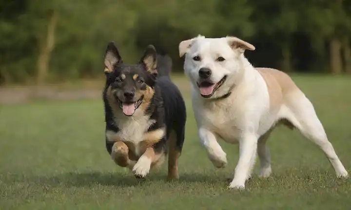 2-3 perros de tamaño mediano con capas gruesas, diversas razas y colores, en un entorno de hierba o parque, jugando juntos, un perro ligeramente levantado en sus patas traseras, expresiones alegres, iluminación suave, fondo borroso