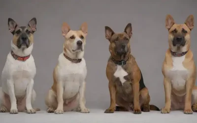 3-4 perros con capas cortas