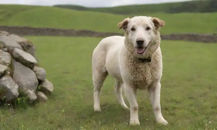 Un perro de raza suave, curly-coated con una cola ondulante, de pie en un campo verde con una pared de piedra, rodeado de ovejas y flores silvestres, bajo un cielo nublado con un toque de sol