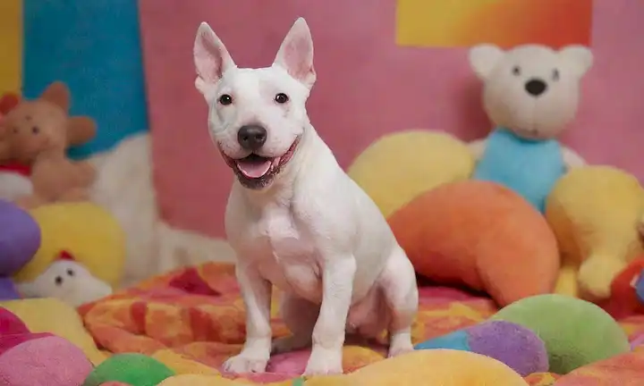 Una terrier toro feliz de tamaño pequeño con una cara arrugada, ojos brillantes, y un abrigo corto y suave en varios colores; de pie o sentado en un fondo colorido, rodeado de juguetes, almohadas u otros accesorios; mostrando sus características físicas únicas, tales como una cabeza plana, mandíbula desprendida y oídos erectos
