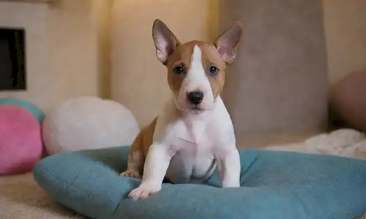 Una linda miniatura Bull Terrier cachorro sentado en un cojín suave, con orejas suaves y cara arrugada, rodeado de juguetes y bolas, con una mirada suave, en un ambiente cálido y acogedor, con iluminación natural sutil