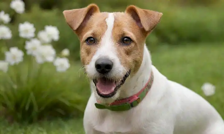 Una foto de cerca de un terrier de zorro feliz con ojos brillantes, piel suave y orejas floppy; sentado en un fondo pastoso verde rodeado de flores o hojas; en foco con buena iluminación para destacar sus características; tono de color cálido con sombras sutiles; tal vez tener un juguete favorito o tratar