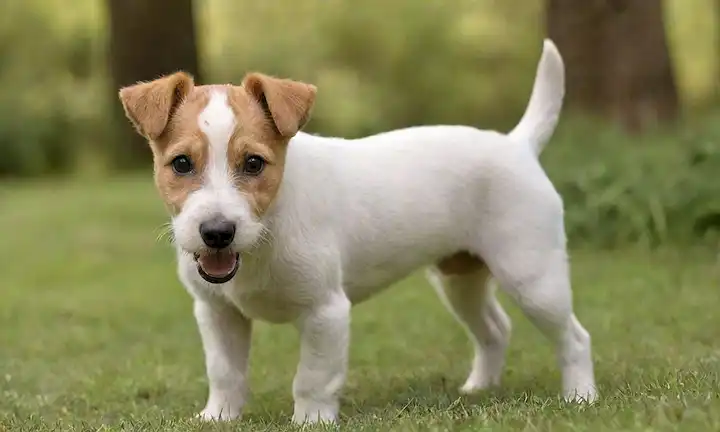 Un zorro juguetón terrier cachorro con un abrigo duro tumbado en la hierba, su cola rizada ondeando libremente, rodeado de un fondo borroso de árboles o arbustos, con luz natural cálida arrojando un suave resplandor, mostrando las razas de naturaleza energética y vivaz, quizás con una textura sutil para resaltar la piel