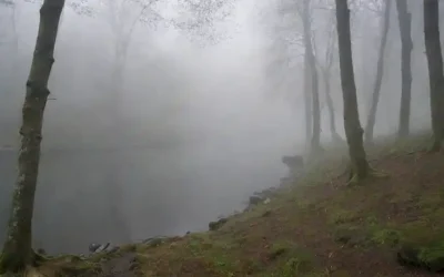 Paisaje forestal con árboles noruegos