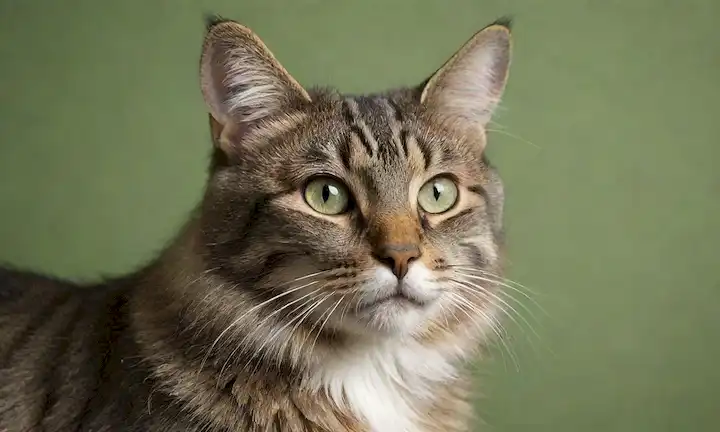 Cabeza de felino 3D con perfil recto, oídos altos, silbidos, nariz, ojos, textura de piel, y una textura de fondo sutil, posiblemente en tonos de verde, marrón o gris, representando a un gato de bosque noruego