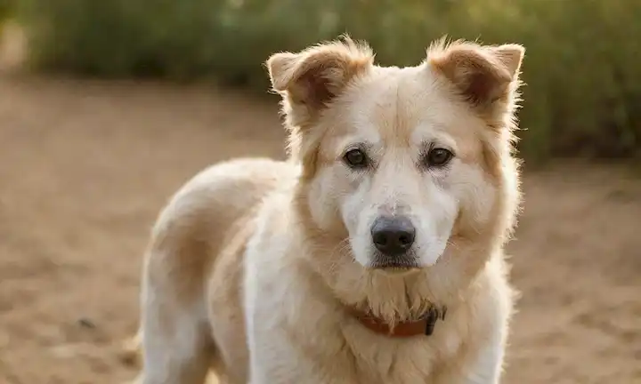 Una raza de perro serena