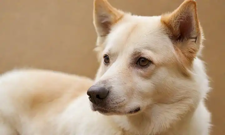 Una cara canina serena con piel suave y suave, mirando tranquilamente a la distancia; un fondo suave y color crema, posiblemente con textura sutil para evocar un sentido de confort; los perros canaanos características faciales distintivas, como su cabeza en forma de cuña y ojos en forma de almendra; un efecto de iluminación sutil y natural para acentuar los patrones de capa únicos de perros; sombras mínimas para crear un ambiente cálido y acogedor