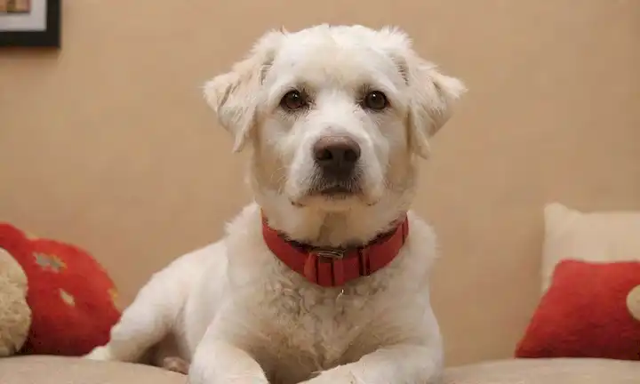 un perro blanco con pelaje rizado, sentado en un sofá suave, rodeado de juguetes y golosinas, mirando hacia arriba con ojos marrones grandes, usando un collar rojo brillante, en un fondo beige cálido, con sombras sutiles para crear profundidad, y unos pocos hilos de pelo rizado enmarcando su cara