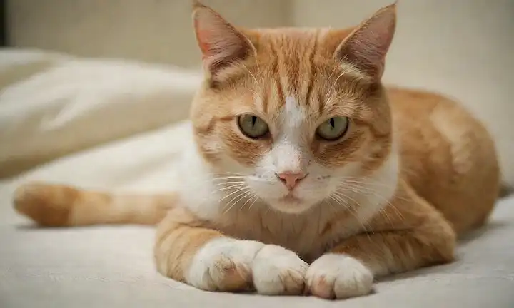 Gato suave con vendas, envuelto tiernamente alrededor de la pata, sitio quirúrgico ligeramente visible, iluminación suave, fondo calmante, suministros médicos cercanos, colores cálidos y relajantes, felino características prominentes