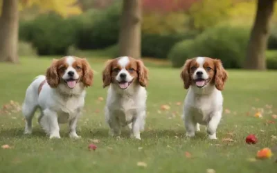 2 adorables Cavaliers jugando juntos en un exuberante césped verde