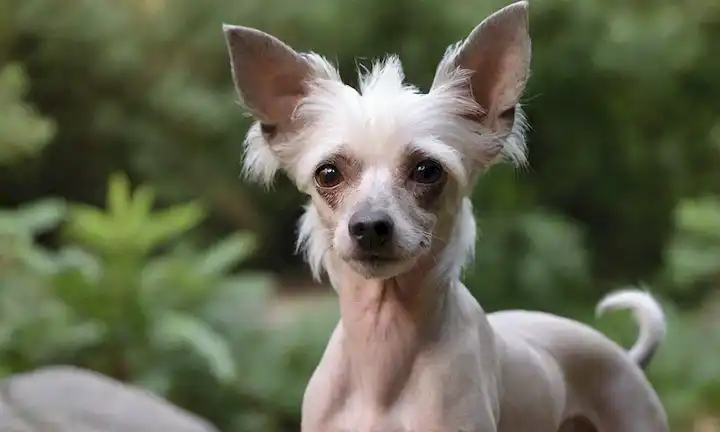Un perfil de raza de perros Crested Chino, con un disparo de cerca de su aspecto único, con una cresta encima de su cabeza, una tuft tipo ciruela en su espalda, y una expresión suave; rodeado de fondo borroso de elementos naturales, como plantas o rocas, para transmitir serenidad y armonía; la iluminación es suave y difundida