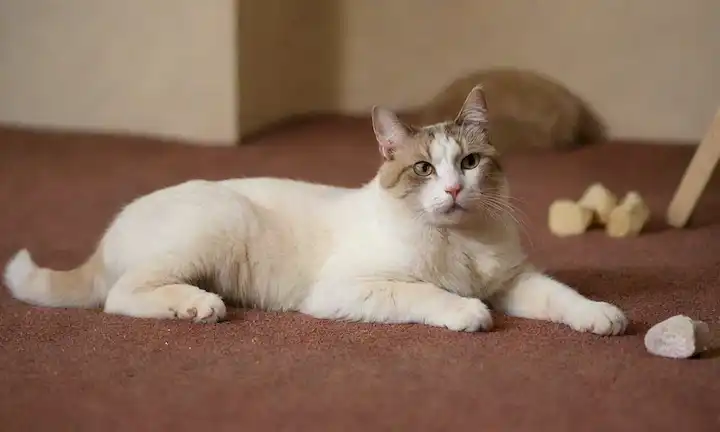 Un gato angustiado con una espalda curvada y pelaje hinchado, acostado en una alfombra marrón, rodeado de juguetes dispersos y cuencos de comida, con un puesto de arañazo desgastado en el fondo, con signos visibles de inflamación y enrojecimiento alrededor del área del ano