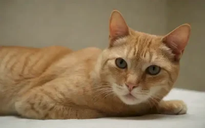 Un gato bajo abdomen