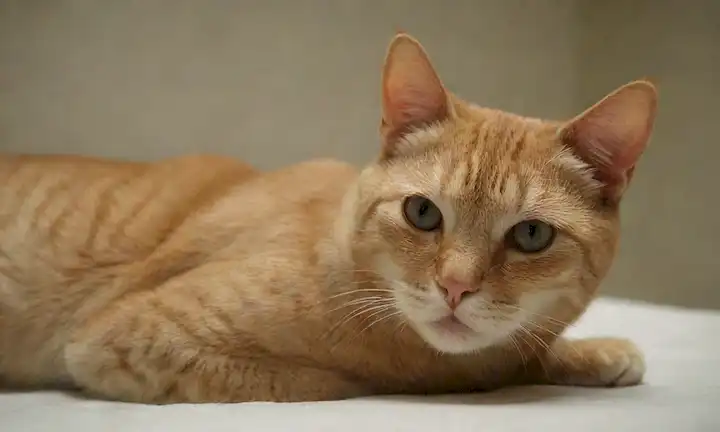 Un gato bajo abdomen