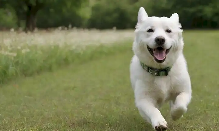 un perro blanco juguetón con barba corriendo en un parque, rodeado de hierba verde y flores, con un collar y correa, capturando un momento alegre