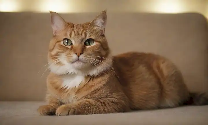 Un gato tranquilo sentado cómodamente en un sofá suave