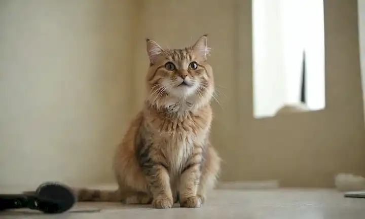 3-5 gatos con diferentes peinados, expresiones tranquilas, sentados en una cama de gatos o post araña, rodeado de juguetes de gato y telas suaves, luz na<center><img data-lazyloaded=