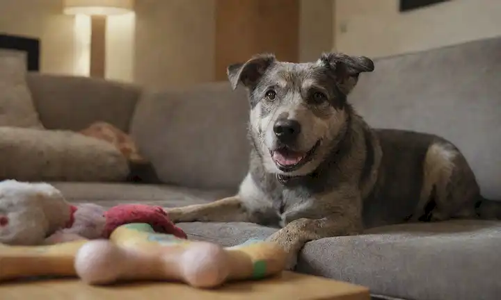 Un perro envejecido con pelaje gris, sentado en un sofá desgastado, rodeado de juguetes y fotografías, con un sendero drool ligeramente visible que conduce lejos de su boca, ojos mirando hacia el espacio, orejas ligeramente inclinadas a un lado, y cola ondeando suavemente