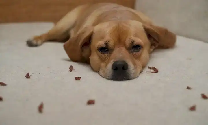 3-4 perros con piel picante, tortas rojas y rasguños en los muebles; pulgas arrastrando sobre perros de espalda; pulgas en la superficie blanca; garrapatas pequeñas pegadas a perros orejas o cuello; perro sacudiendo la cabeza debido a infestación de garrapatas