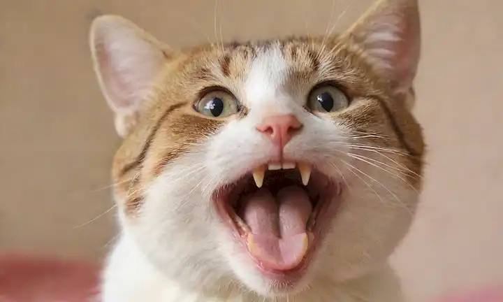 Kittens boca, dientes blancos, encías rosadas, lamer la lengua, fórmula dental, conteo de dientes de gato adulto, bigotes curled, mirada amistosa, iluminación suave, tono cálido, fondo borroso, perfil felino