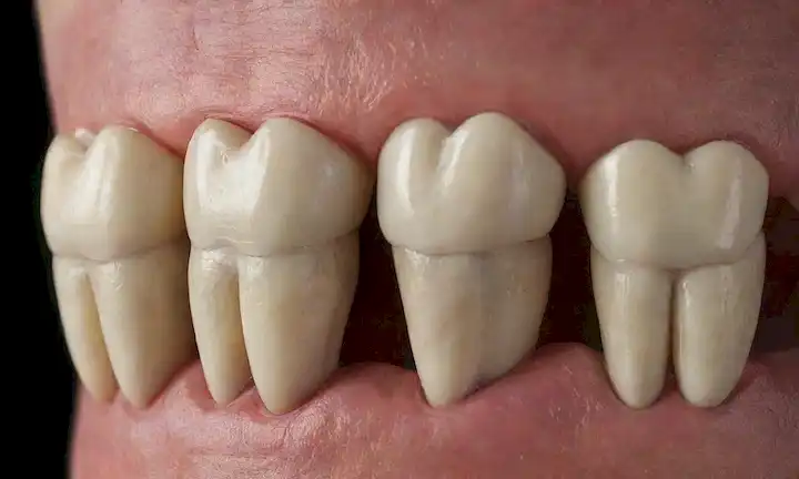 dientes caninos 3D, contorno de mandíbula para perros, incisivos, caninas, premolares, molares, raíces dentales, esmalte, dentina, cámara de pulpa, canal raíz, tejido de encía, interior de cavidad oral