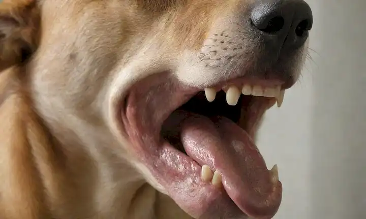 Una cabeza grande de perros, vista de cerca, anatomía dental canina, 38-40 dientes visibles, encías y detalles de la lengua, textura brillante piel, iluminación sutil para los momentos más destacados y sombras, colores naturales, sin distracciones de fondo, enfoque claro en la boca de perros