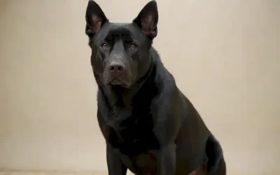 Un perro regal con un abrigo negro