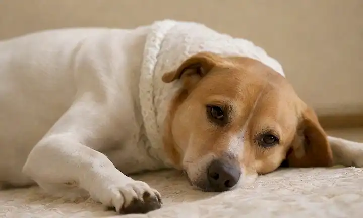 Una toma de cerca de una barriga de perros embarazadas, con una forma fetal discernible; una madre canina de aspecto saludable que miente cómodamente en una superficie de felpa; sus oídos colgando suavemente en la brisa; una sonrisa sutil en su cara, transmitiendo alegría materna y contentamiento; un delicado encaje o tejido de ganchillo envolvido alrededor de su cuello o cuerpo