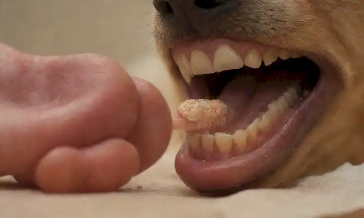 Una vista de cerca de una boca de perros con encías inflamadas, encías de recreo, mal aliento, construcción de placas amarillas, zonas rojas y hinchadas, dientes sueltos, un cepillo de dientes de torta y un juguete de masticar de piel cruda parcialmente alimentado en el fondo