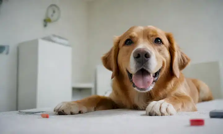 Un perro sano feliz tumbado en una superficie blanca, un veterinario o propietario en la temperatura de verificación de fondo, un termómetro e instrumentos quirúrgicos cercanos, ambiente tranquilo, colores brillantes, iluminación suave