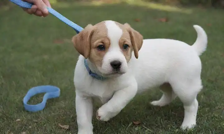 3-5 cachorros adorables