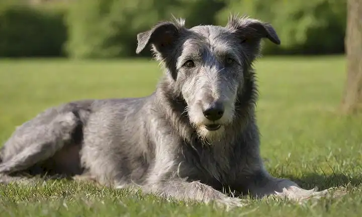 Un Deerhound escocés acostado, con su majestuoso abrigo brillando a la luz del sol, rodeado de exuberante hierba verde y suave enfoque de fondo borroso, enfatizando los patrones de textura y piel de los perros, unos pocos hilos sueltos enmarcando su cara, con una expresión tranquila