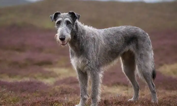 Un Deerhound escocés con una expresión tranquila, frente a un entorno natural como los páramos cubiertos por el calentador o un bosque boscoso, con iluminación sutil para resaltar su abrigo y textura, rodeado de símbolos o objetos asociados a Escocia como patrones de tartán, estetos o nudos celtas