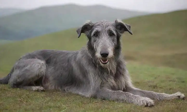 Un Deerhound escocés tumbado en un terreno pastoso