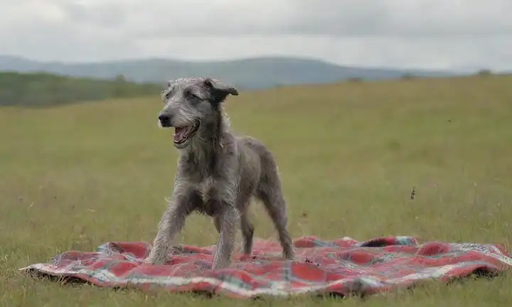 un cachorro escocés Deerhound jugando en un prado verde con mariposas volando alrededor de su cabeza, una manta empapada tartán en el fondo, un cielo soleado con nubes blancas suaves, una cordillera distante con árboles y un camino de viento que conduce a él