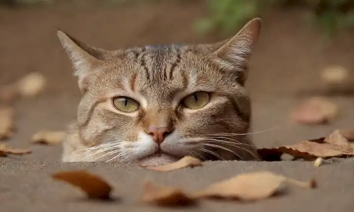 un gato acostado a su lado, con labios picados y ojos hundidos, una lengua seca que se desploma de su boca, un estómago plano y arrugado, y algunas hojas secas dispersas cercanas para transmitir la desecación
