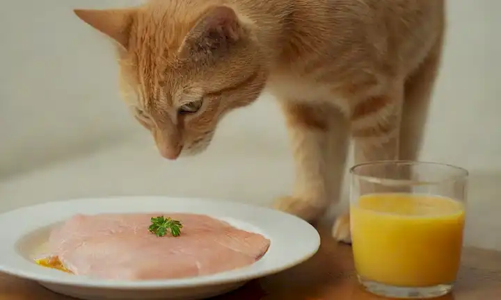 Un trago de un gato bebiendo agua de un tazón, con un toque de taburete o caca en el fondo, un vaso de jugo de naranja fresco cerca, y un plato de comida saludable como pollo cocido o salmón