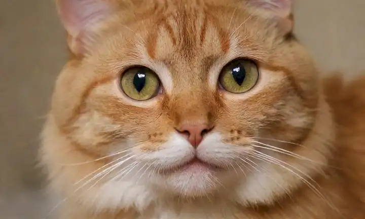 Cierre de razas de gatos, cuerpos furtivos, rostros lindos, abrigos coloridos, patas juguetonas, silbidos, oídos arriba, ojos brillantes, piel suave, colores vibrantes, mirada suave, poses cuddly, características felino