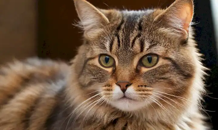 Líneas con piel corta, felinos con piel larga, diversas razas, silbidos, orejas, patas, ojos, narices, abrigos, colores, patrones, texturas, suavidad, afeitado, suave, elegante, rizado, recto, rayas, manchas, tabby, tortoiseshell