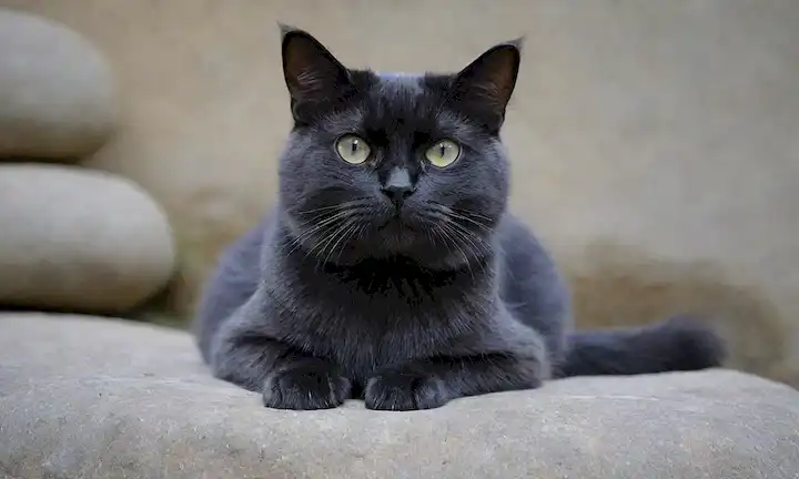 Gato azul oscuro con piel gruesa, cara redonda, ojos grandes, bigotes suaves, y una expresión tranquila, sentado o tumbado en un fondo de color piedra