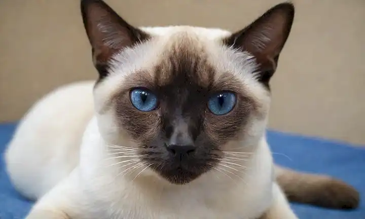 Un gato Siamese con piel pálida corta, acostado sobre una superficie lisa, mirando directamente al espectador, orejas ligeramente inclinadas, bigotes prominentes, y ojos con color azul distintivo